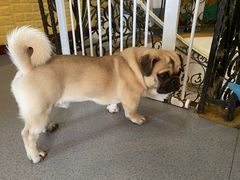 -喜柴咖啡·柴犬狗咖