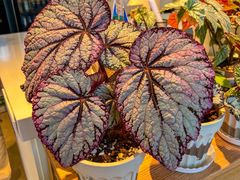 -1861意大利餐厅(文化广场店)