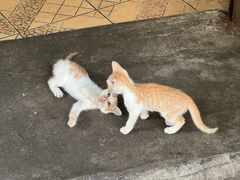 -瘦鬼老档糖水铺