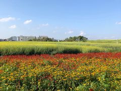 -光明小镇欢乐田园