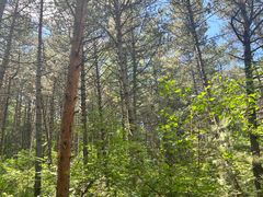 -帽儿山国家森林公园