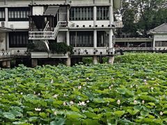 -荔湾湖公园