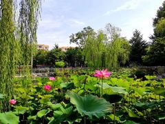 -黄村公园
