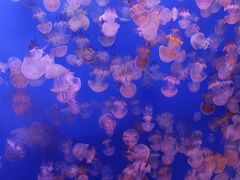 -江和美海洋公园