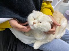 -喵的天空名猫咖啡馆·撸猫·猫舍·用品