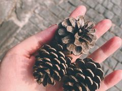 -铁山坪森林公园