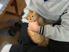 -1013 PET SHOP精品宠物商店(丁香店)