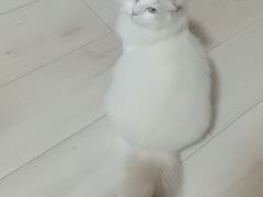 -钦宠·猫咪售卖·洗护·寄养(东圃旗舰店)