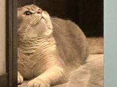 -欣宠猫屋·矮脚拿破仑·蓝金金渐层