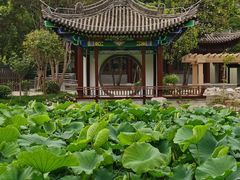 -莲湖公园