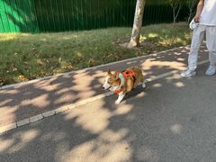 -北京派仕佳德动物医院·超导核磁·CT·神经科·骨科·内外科·急重症管理中心