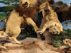 -国家自然博物馆