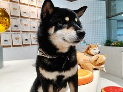 -柴务处·柴犬主题狗咖