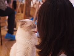 -滚猫咖啡·猫咖·猫友好撸猫(未来城店)