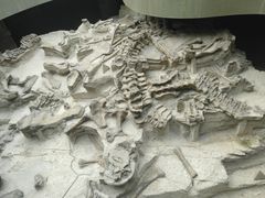 -自贡恐龙博物馆