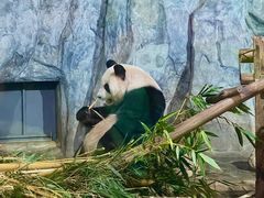 -深圳野生动物园