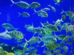 -成都浩海立方海洋公园