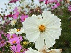 -径山花海