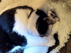 -猫的天空之城概念书店(杭州南宋御街店)