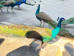 -西双版纳原始森林公园