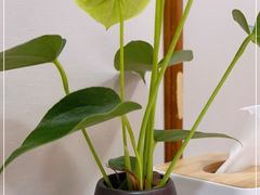 -眉州东坡(亚运村店)