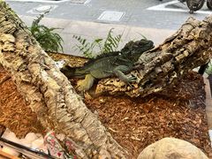 -酷以爬仙阁实体爬宠店·守宫·蜥蜴·专业繁育