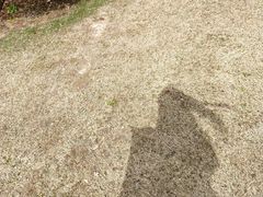 -径山花海