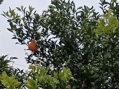 -樱桃山旅游景区