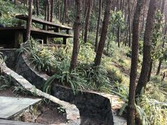 -铁山坪森林公园