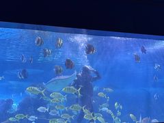 -重庆欢乐海底世界