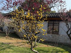 -无锡梅园公园