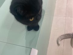 -怪兽屋·羊驼·猫咖·狗咖(俊华广场店)