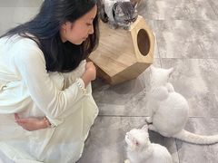 -楼上猫咖(罗湖店)