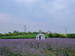 -紫颐香薰山谷景区