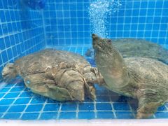 -元银甲·湖北地标美食(汉阳店)
