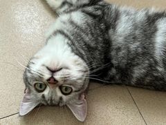 -lincat·猫舍(广州店)