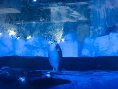 -芜湖新华联大白鲸海洋公园