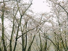 -龙美术馆(西岸馆)