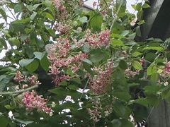 -呀路古热带植物园