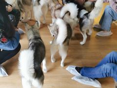 -Husky Go! 哈士奇体验馆·宠物咖啡厅狗咖