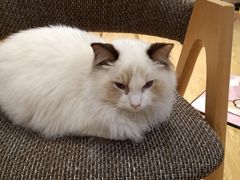 -Pets First伊珊娜洗护·精致美容·家庭式寄养(新会路店)