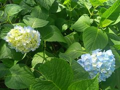 -临平公园(临平街道)
