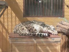 -青藏高原野生动物园