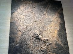 -浙江自然博物院(杭州馆)