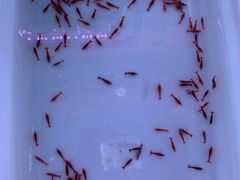 -华声天桥民俗文化园