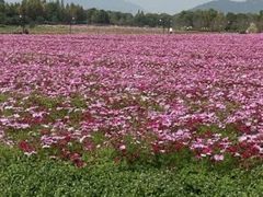 -径山花海