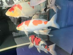 -中环花鸟鱼虫市场