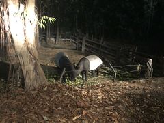 -清迈夜间动物园