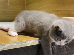 -八公叔叔宠物美容连锁(春申店)