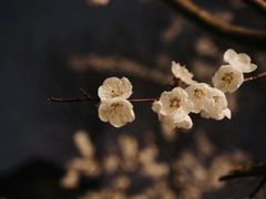 -八大山人梅湖景区